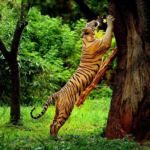 Uttarakhand Tourism 2025