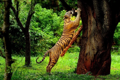 Wildlife Adventures – Best National Parks & Sanctuaries inUttarakhand